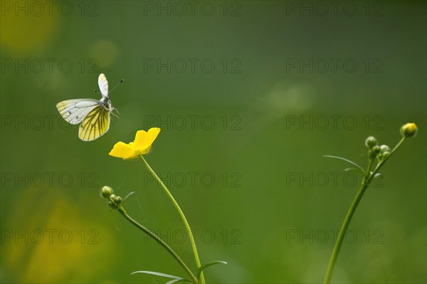 Rape white butterfly or green-veined white