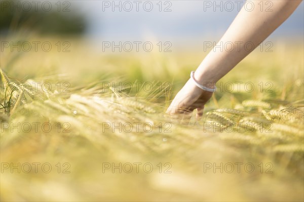 A girl's hand strokes through a field of grain on a sunny warm day