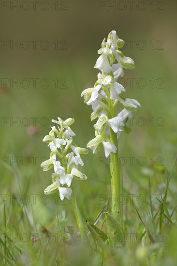 Green-winged orchid