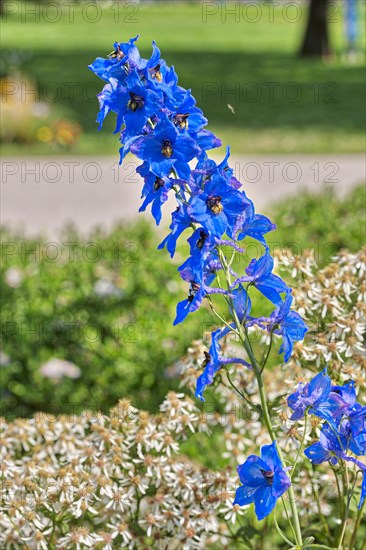 Candle larkspur