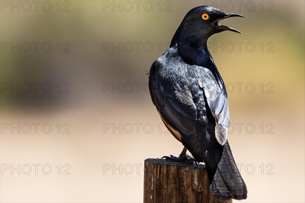 Black-bellied Glossy Starling