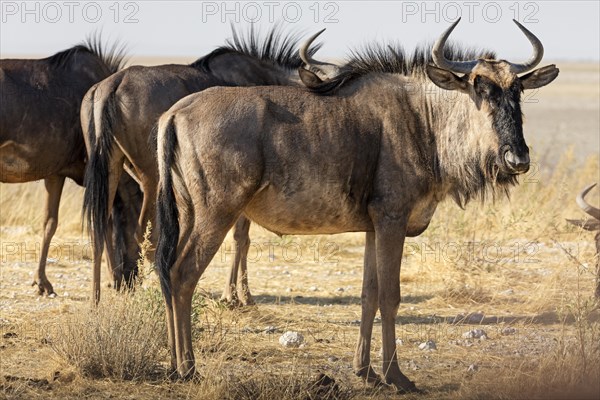 Wildebeests