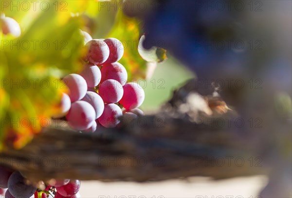 Lush wine grapes clusters hanging on the vine