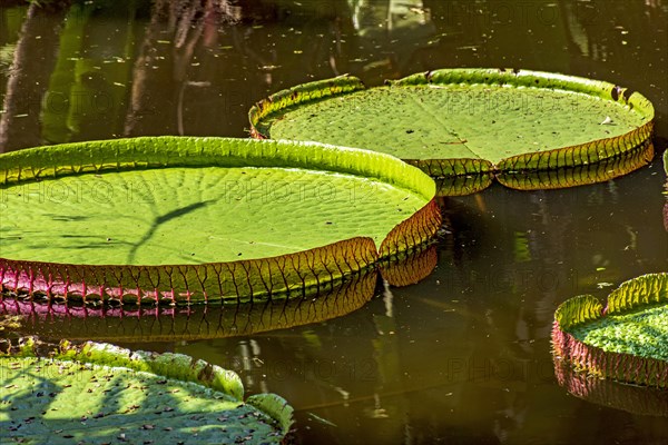 Water Lily typical of the Amazon with its characteristic circular shape floating on the calm waters of a lake