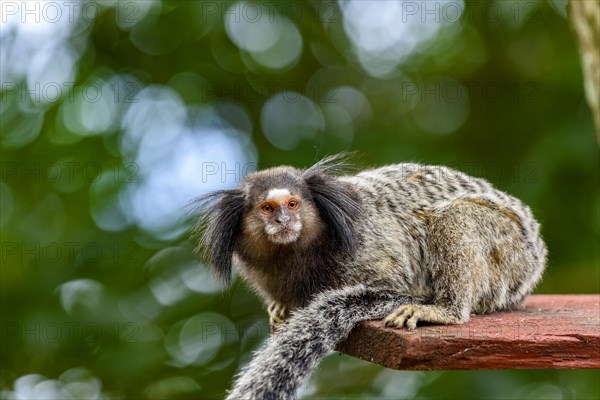 Little monkey in the rainforest