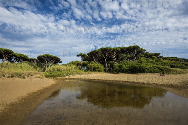 Beach and old pine trees