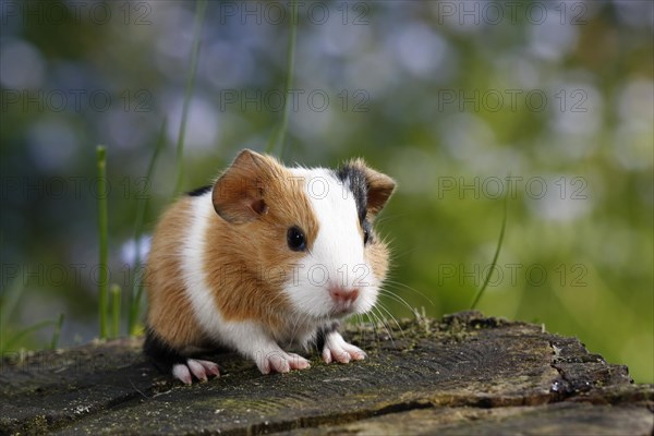 Guinea Pig pigs