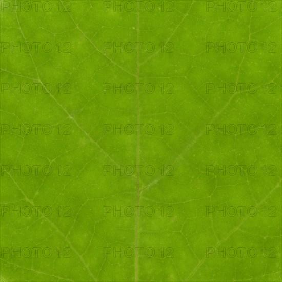 Green leaf texture