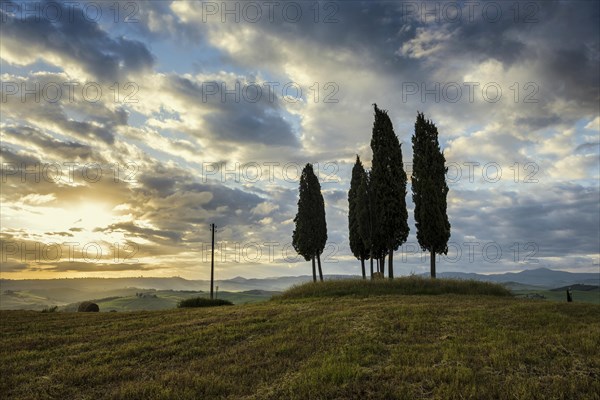 Cypresses