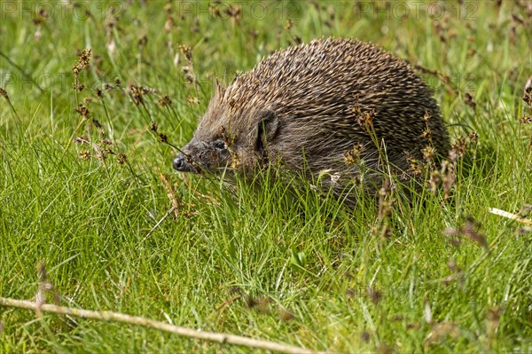 Hedgehog