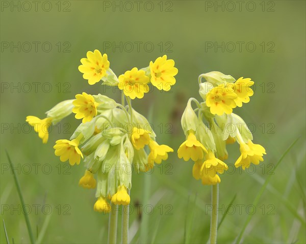 Meadow common cowslip