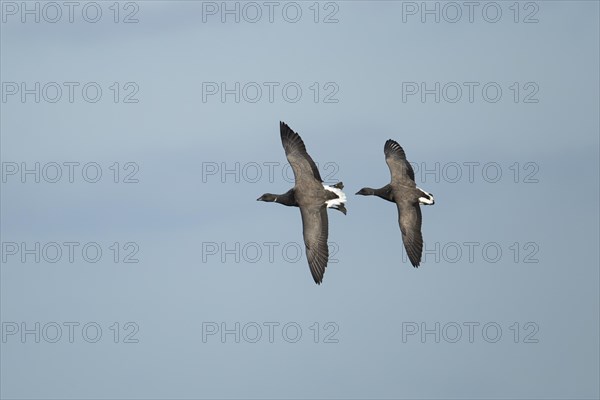 Brent goose