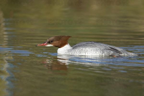 Goosander