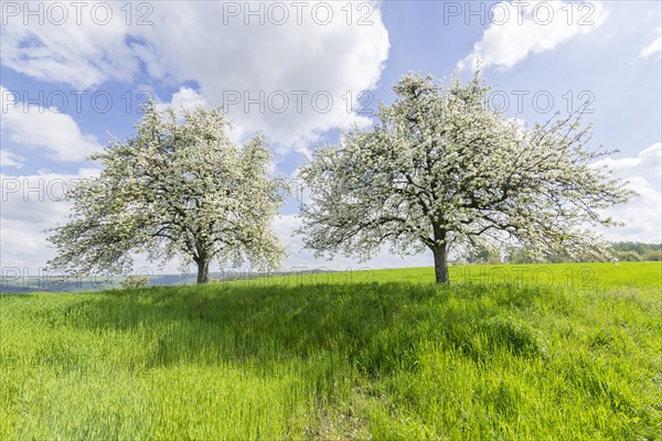 Pear trees