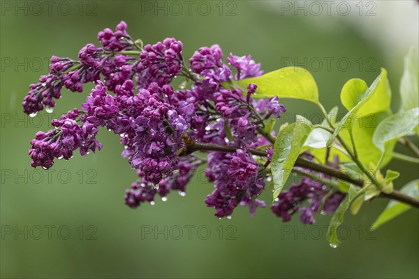 Common lilac