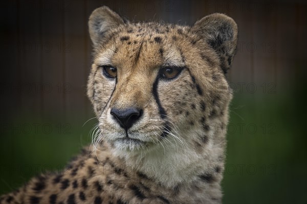 Cheetah