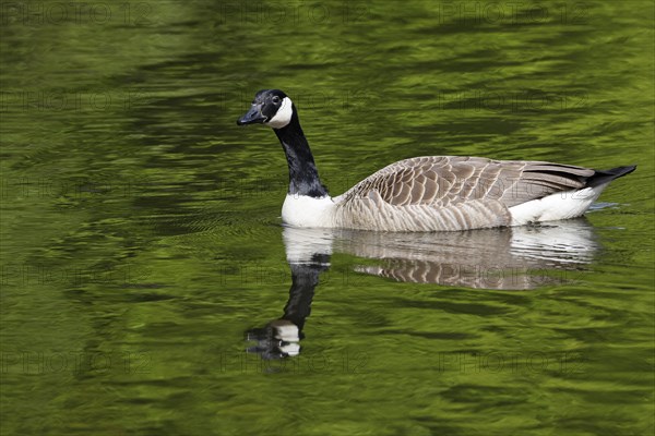 Canada Goose