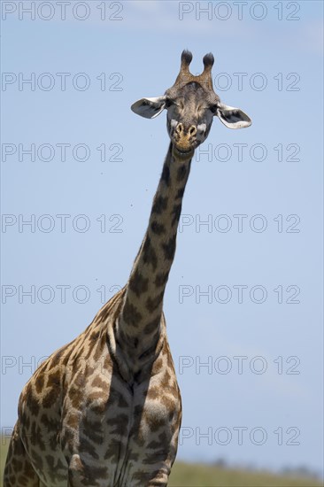 Masai giraffe