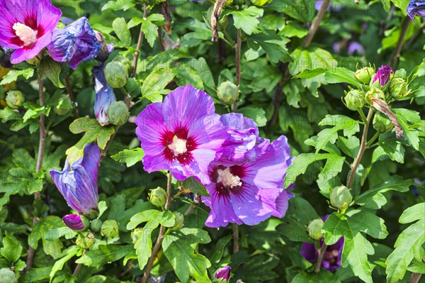 Rose mallow