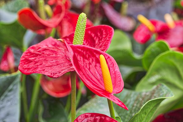 Large flamingo flower