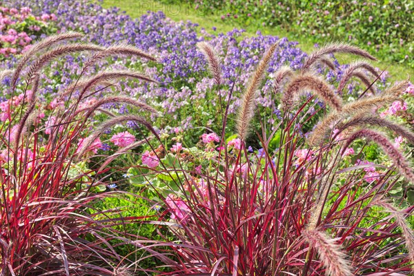 Annual lampbush grass