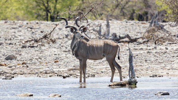 Kudu