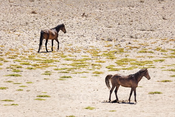 Wild horses