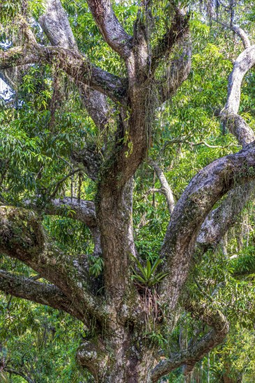 Tree trunk with many parasites in the preserved rainforest of Rio de Janeiro