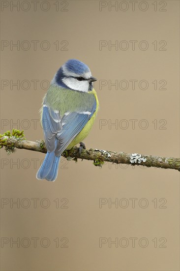 Blue Tit