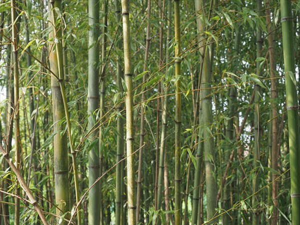 Bamboo tree