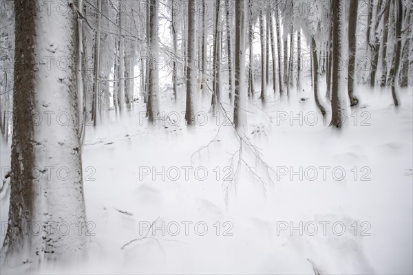 Winter landscape of a forest in the Kalkalpen National Park