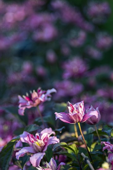 Pink and white flowering woodland vines