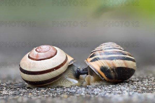 Grove snail