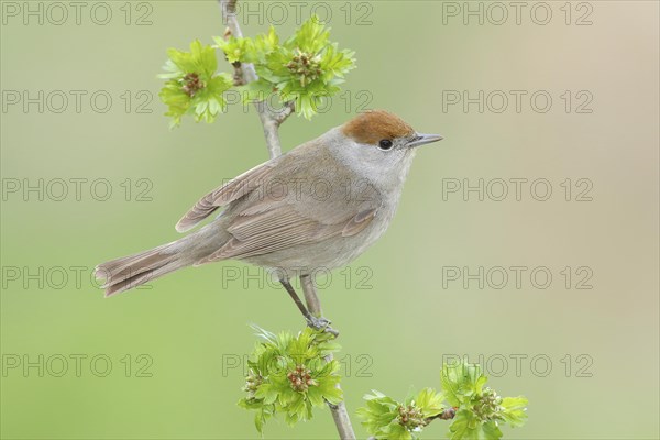 Blackcap