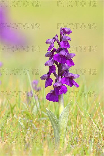 Green-winged orchid