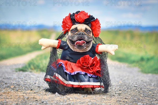Funny French Bulldog dog dressed up with 'La Catrina' Halloween costume with red and black dress with rose flowers and lace veil from Mexican 'Los Muertos' Day of the Dead festival