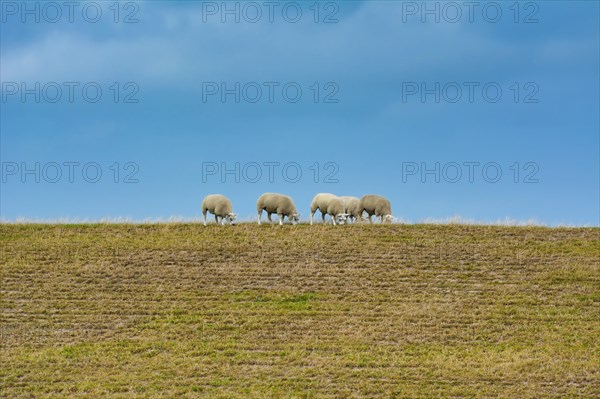 Texel sheep