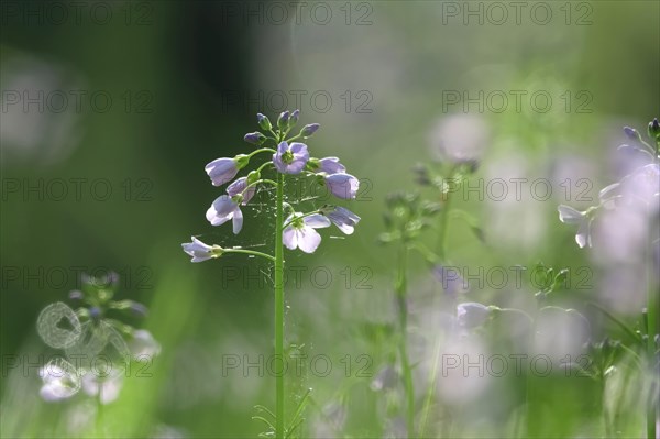 Meadowfoam in spring