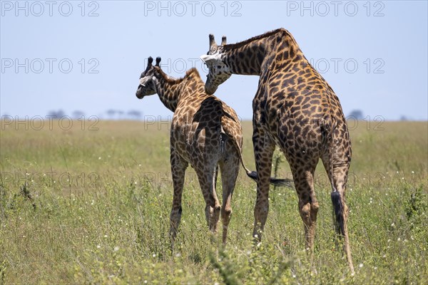 Masai giraffe