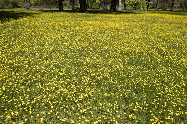 Buttercups