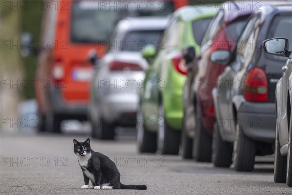 Black and white felidae