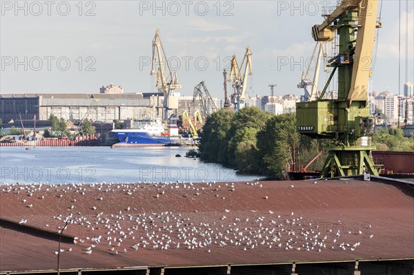 Seagulls