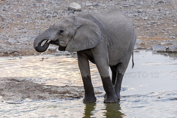 African elephant