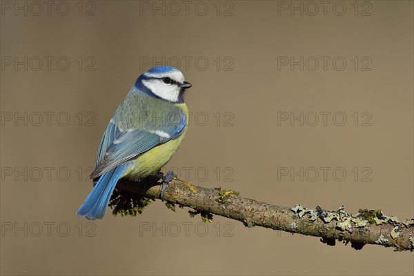 Blue Tit
