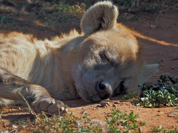 Sleeping spotted hyena