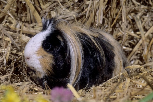 Guinea Pig pigs