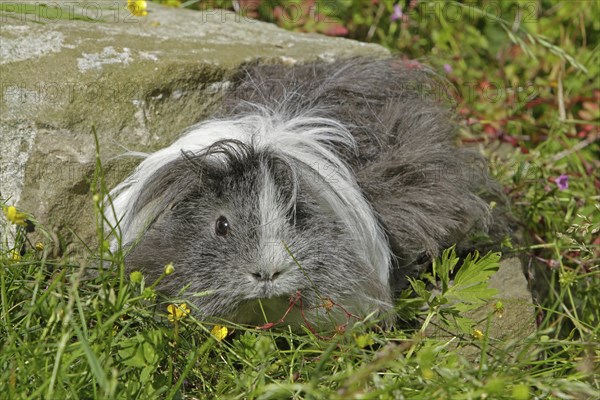 Guinea Pig pigs