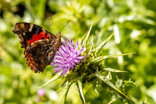 Butterflies in the natural park of La Llania in El Hierro at sunset