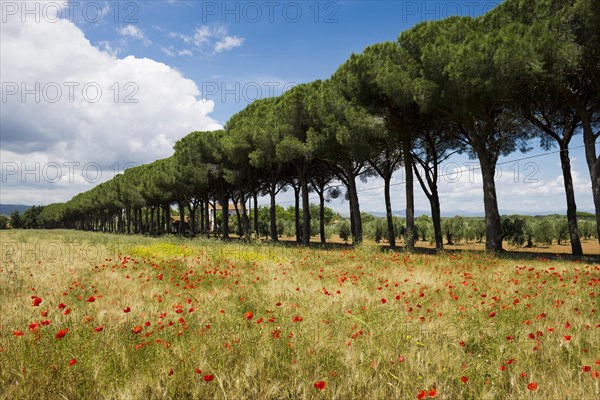 Avenue of pines