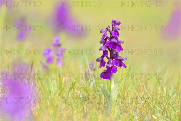 Green-winged orchid